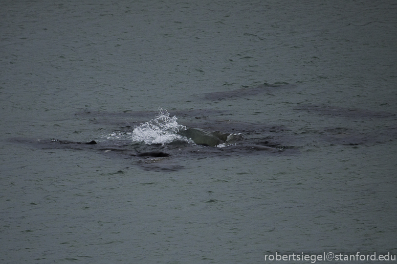 manatees